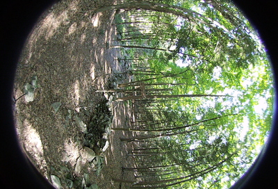 Left-eye, facing forward.