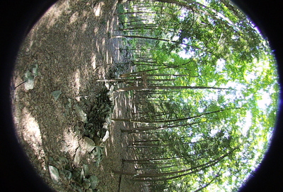 Right-eye, facing forward.