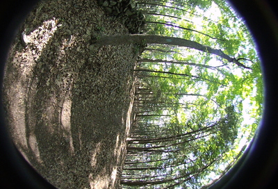 Left-eye, facing backwards.