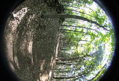 Right-eye, facing backwards.