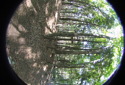 Left-eye, facing left.