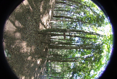 Right-eye, facing left.