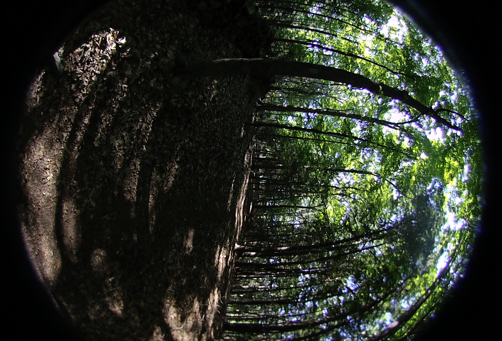 Right-eye, facing backwards.