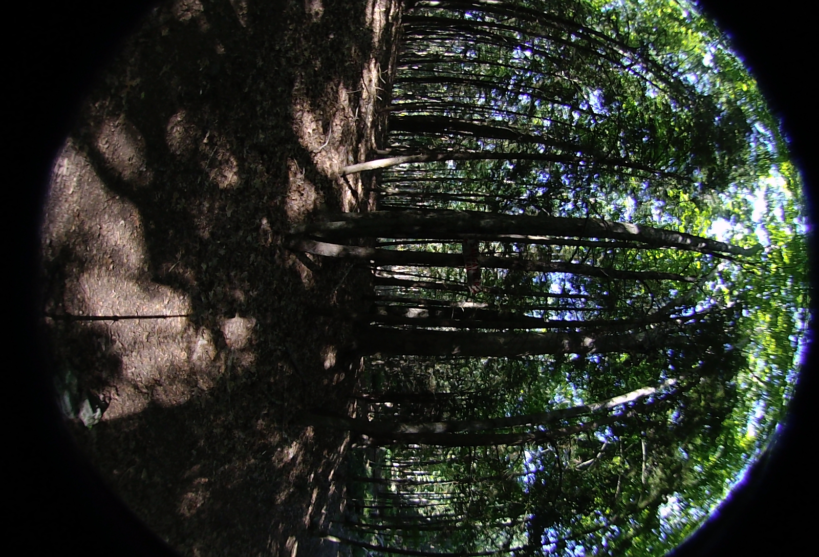 Left-eye, facing left.
