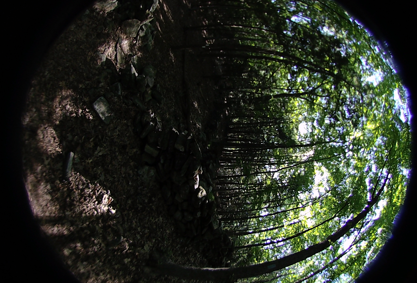 Right-eye, facing right.