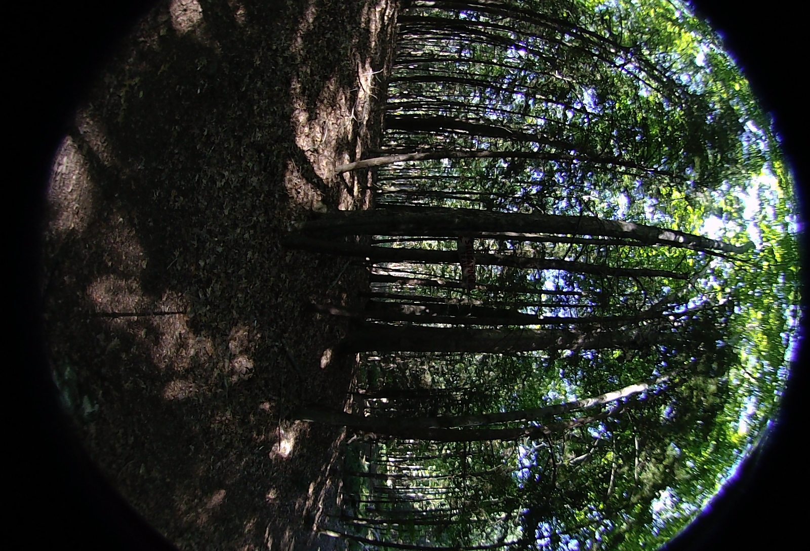 Left-eye, facing left.