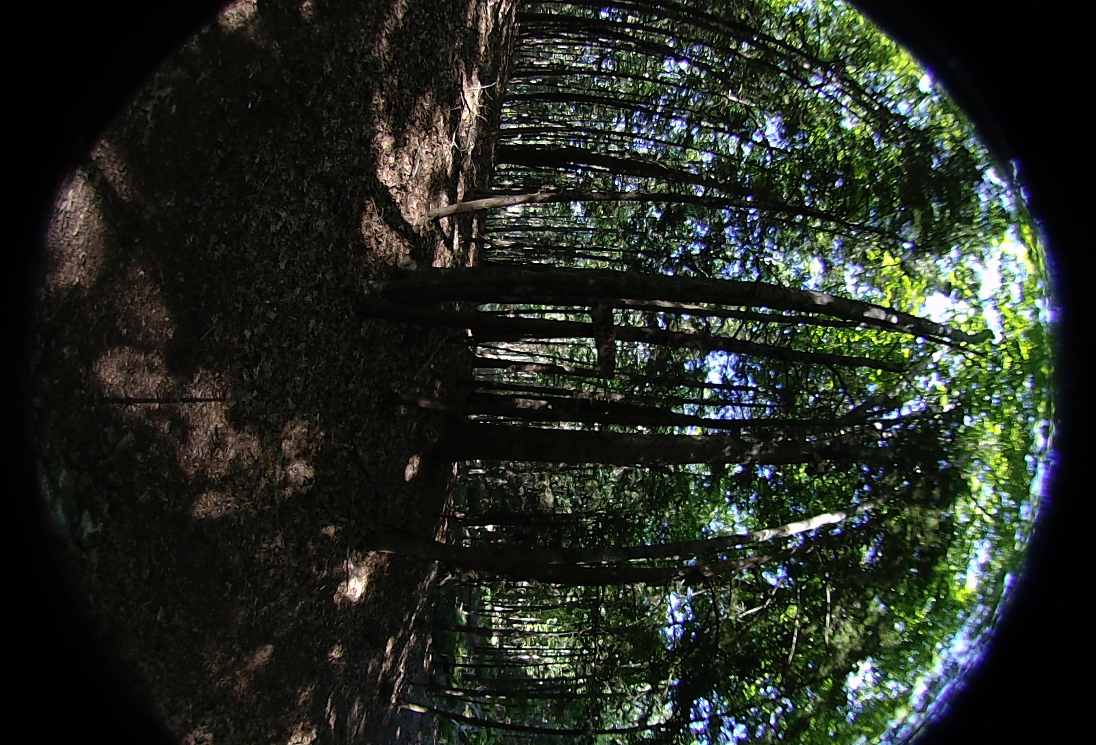 Right-eye, facing left.