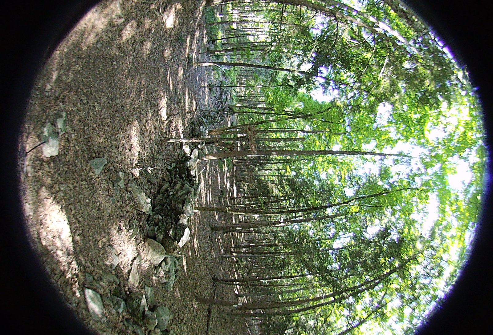 Right-eye, facing forward.