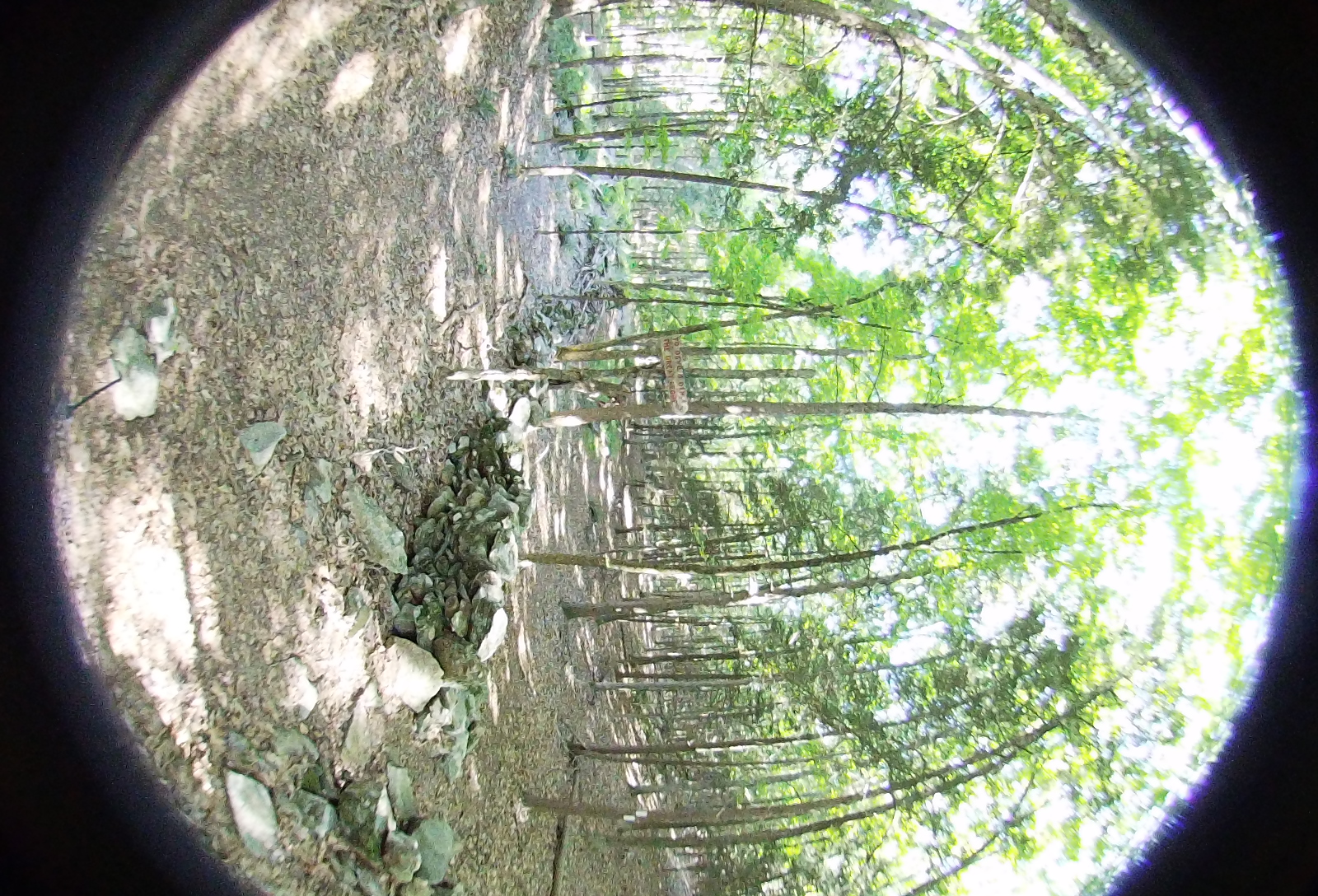 Right-eye, facing forward.