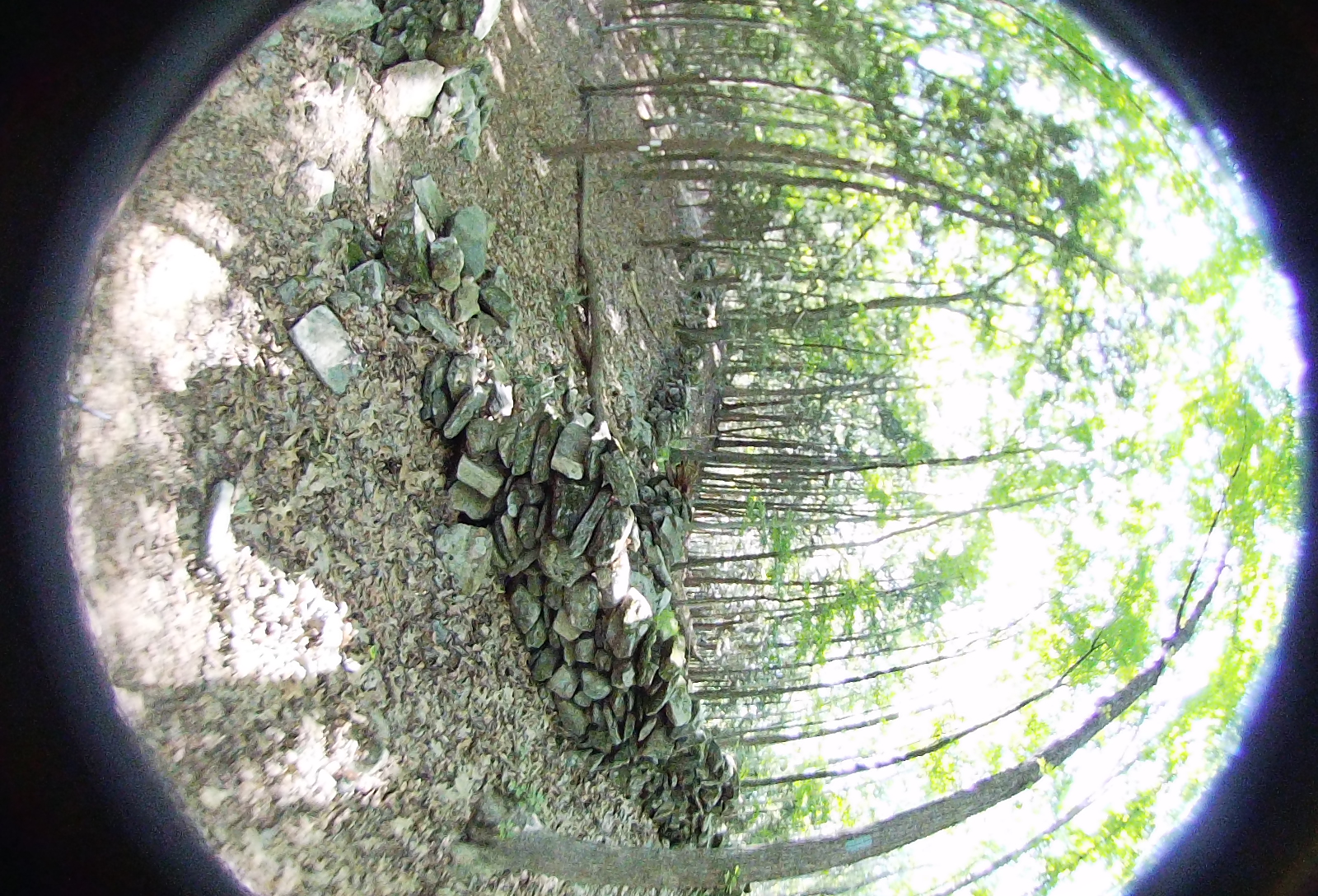 Right-eye, facing right.