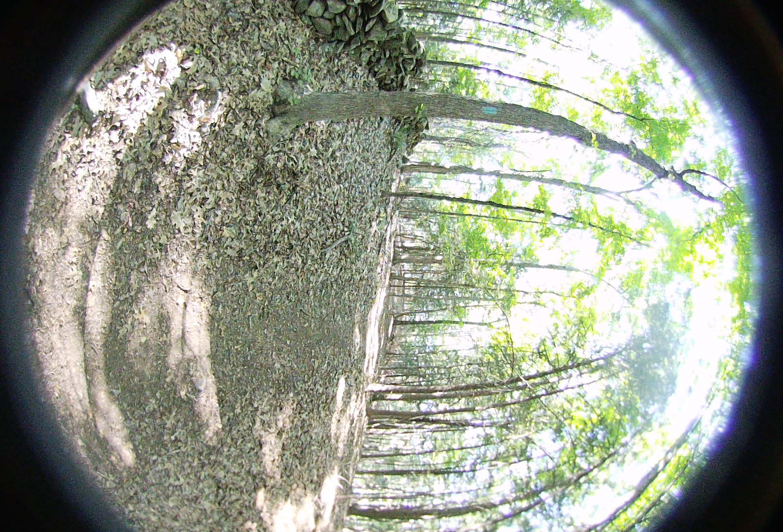 Right-eye, facing backwards.