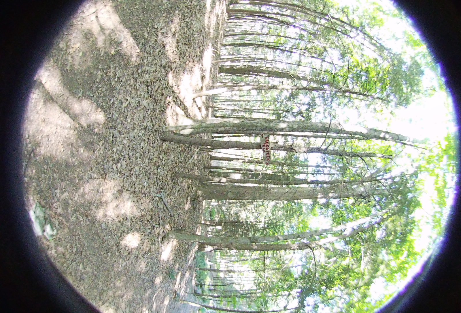 Left-eye, facing left.