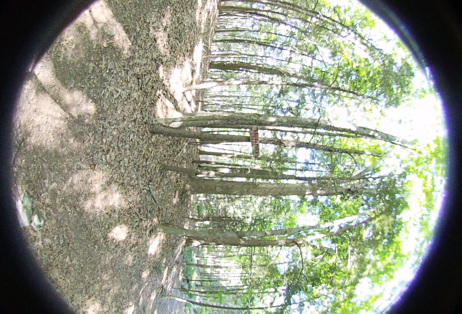 Right-eye, facing left.